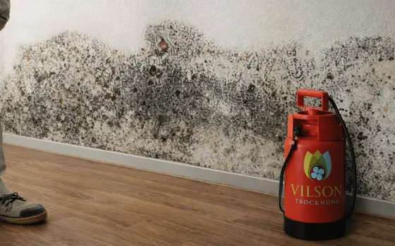 Großflächiger Schimmelbefall an einer Wand